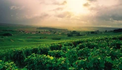 New Mags Champagne Wine Of Kings And the King of Wines