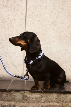HAY Dog Flat Hundehalsbånd,* Udstyr Til Kæledyr