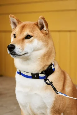 HAY Dog Flat Hundesnor,* Udstyr Til Kæledyr