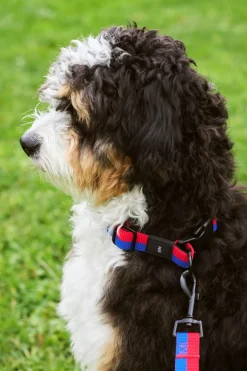 Best HAY Dog Flat Hundesnor, Red/Blue