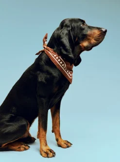 HAY Dog Hundetørklæde,* Udstyr Til Kæledyr