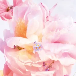 Online Dior Miss Blooming Bouquet Eau De Toilette, 100 ml
